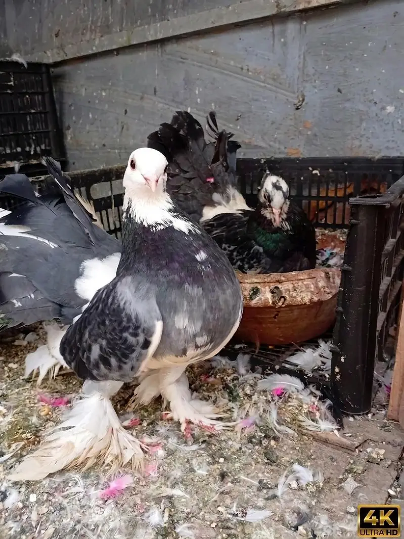 Pure English Fantail Breeder Pair — photo 3