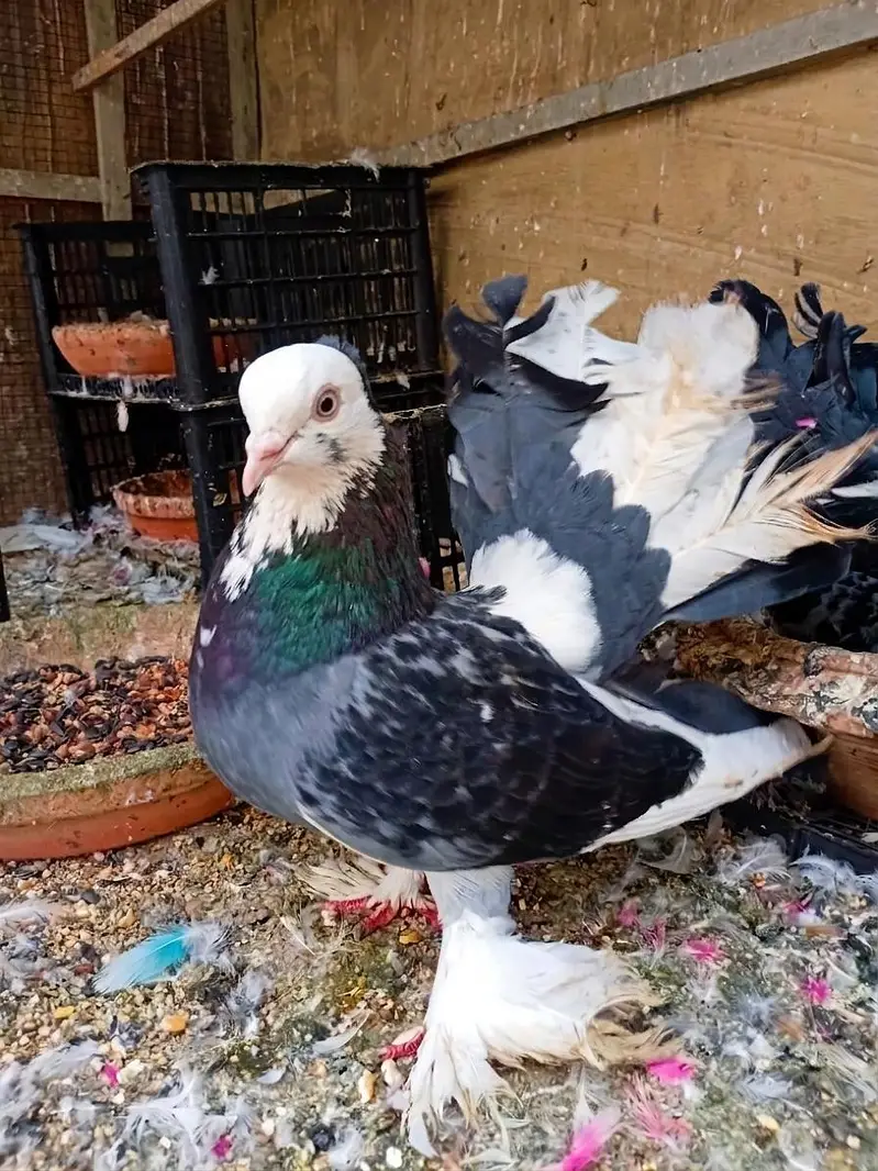 Pure English Fantail Breeder Pair — photo 4