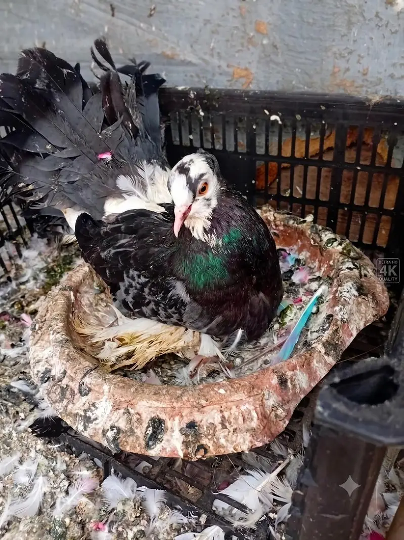 Pure English Fantail Breeder Pair — photo 5