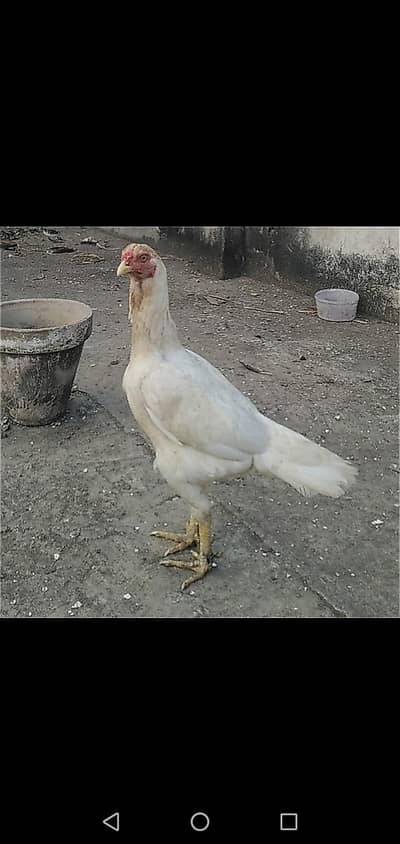 white Aseel murghi long height