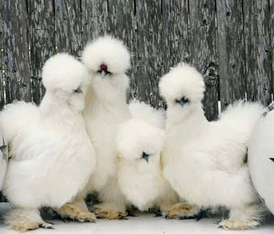 silkie breeder pair /white/black/grey
