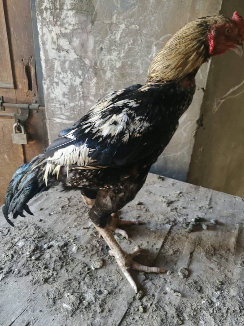 Java Aseel best for Game & Breeding 1