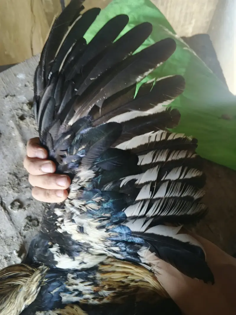 Java Aseel best for Game & Breeding — photo 7