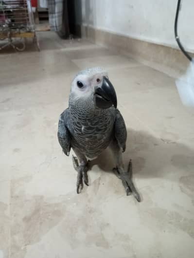 African grey parrot chick for sell Available