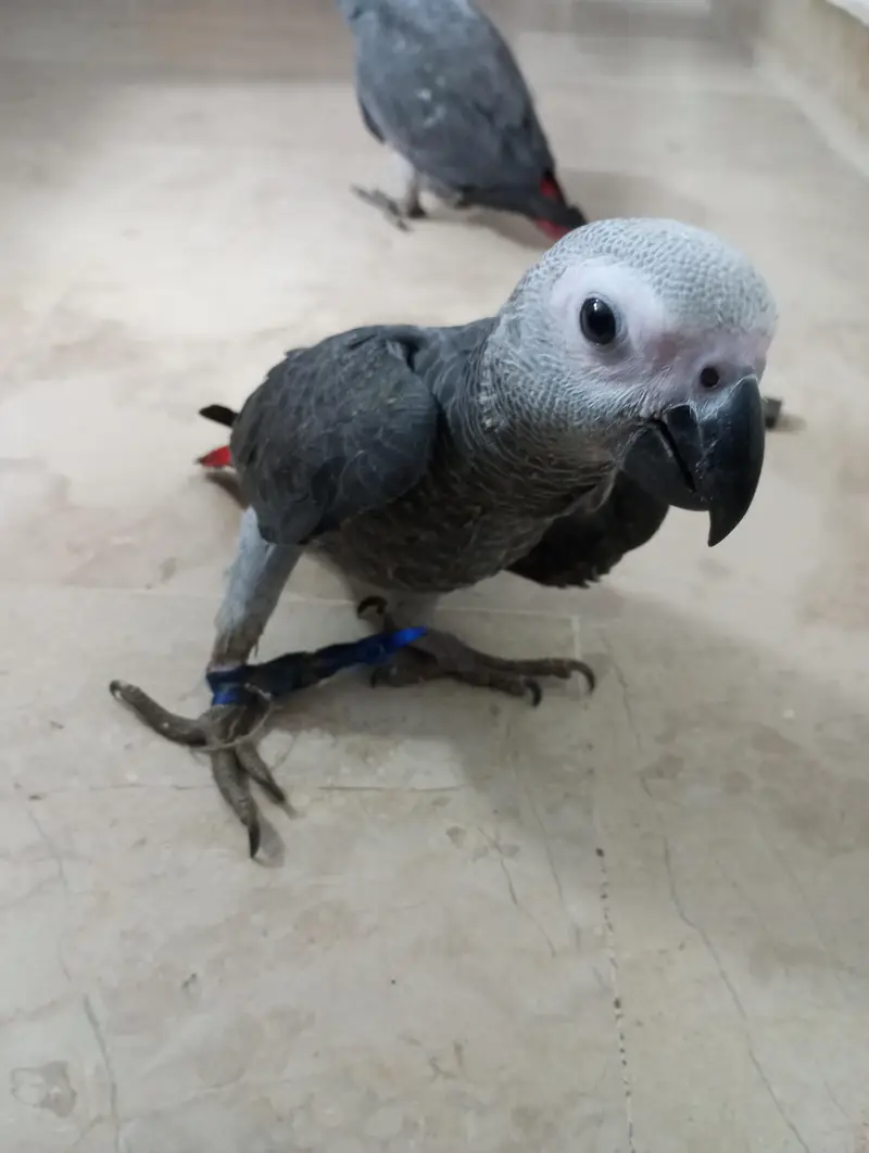 African grey parrot chick for sell Available — photo 2