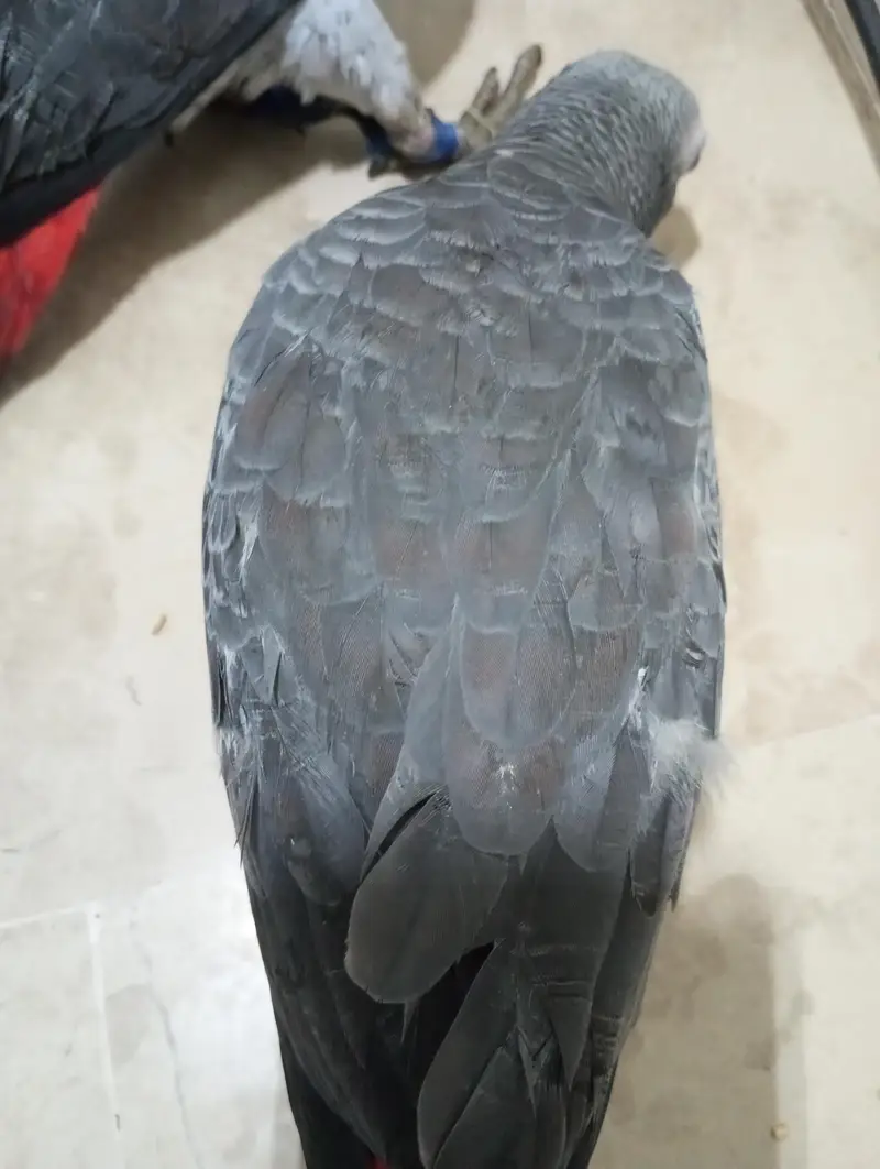 African grey parrot chick for sell Available — photo 3