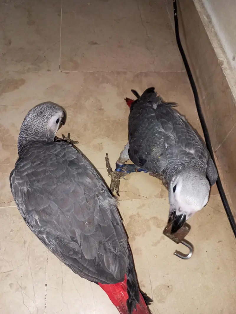 African grey parrot chick for sell Available — photo 4