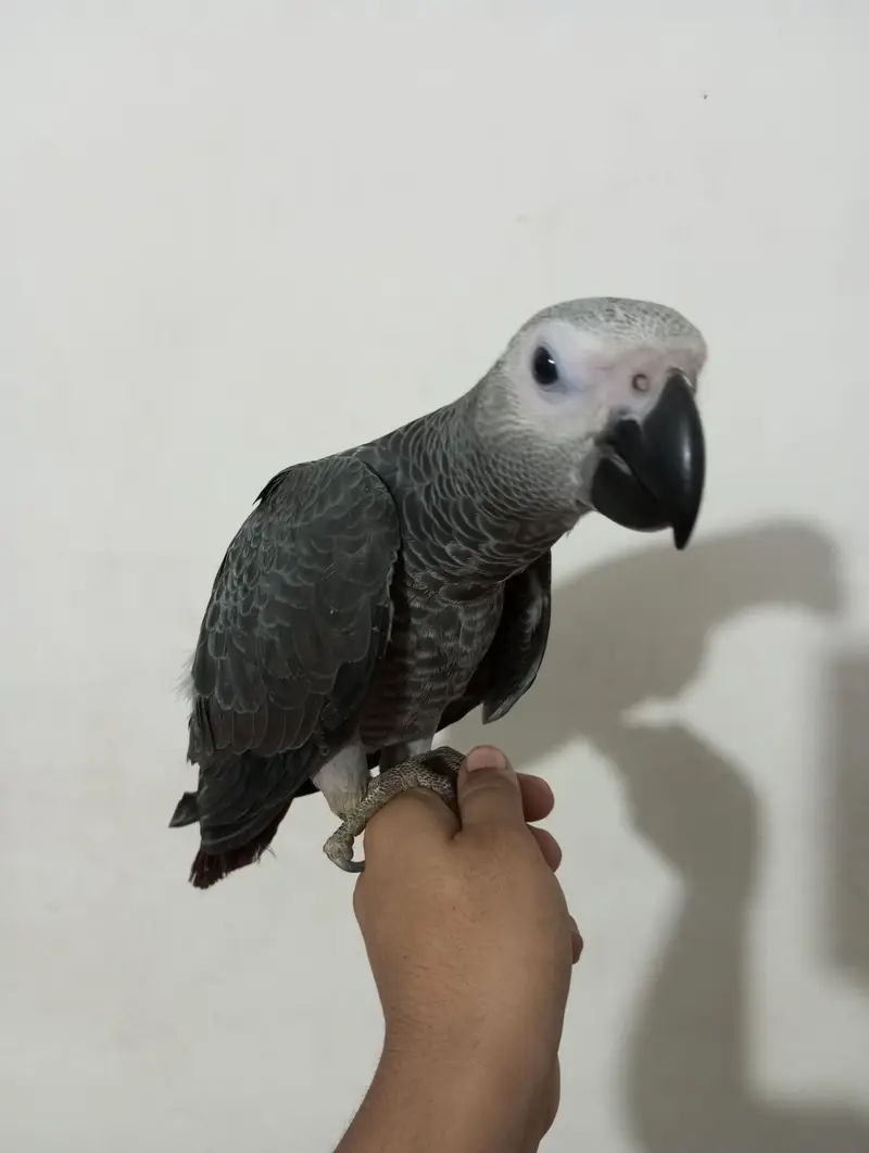 African grey parrot chick for sell Available — photo 5