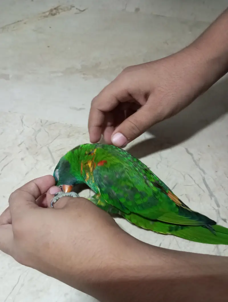 African grey parrot chick for sell Available — photo 6
