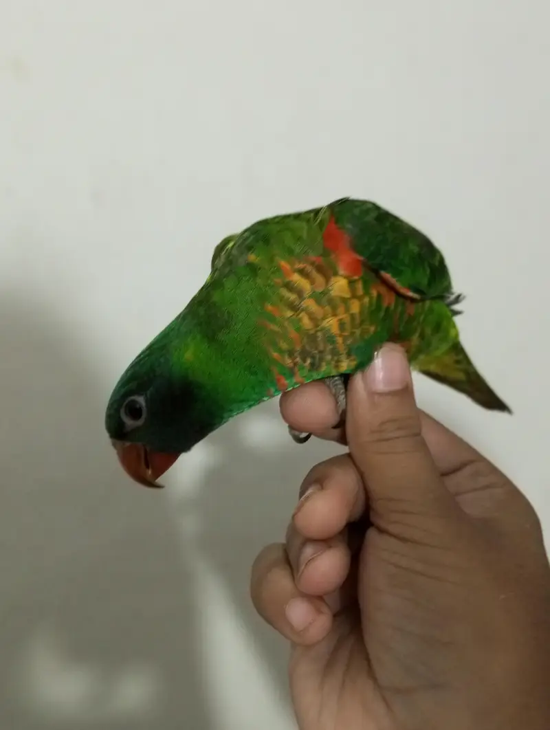 African grey parrot chick for sell Available — photo 8