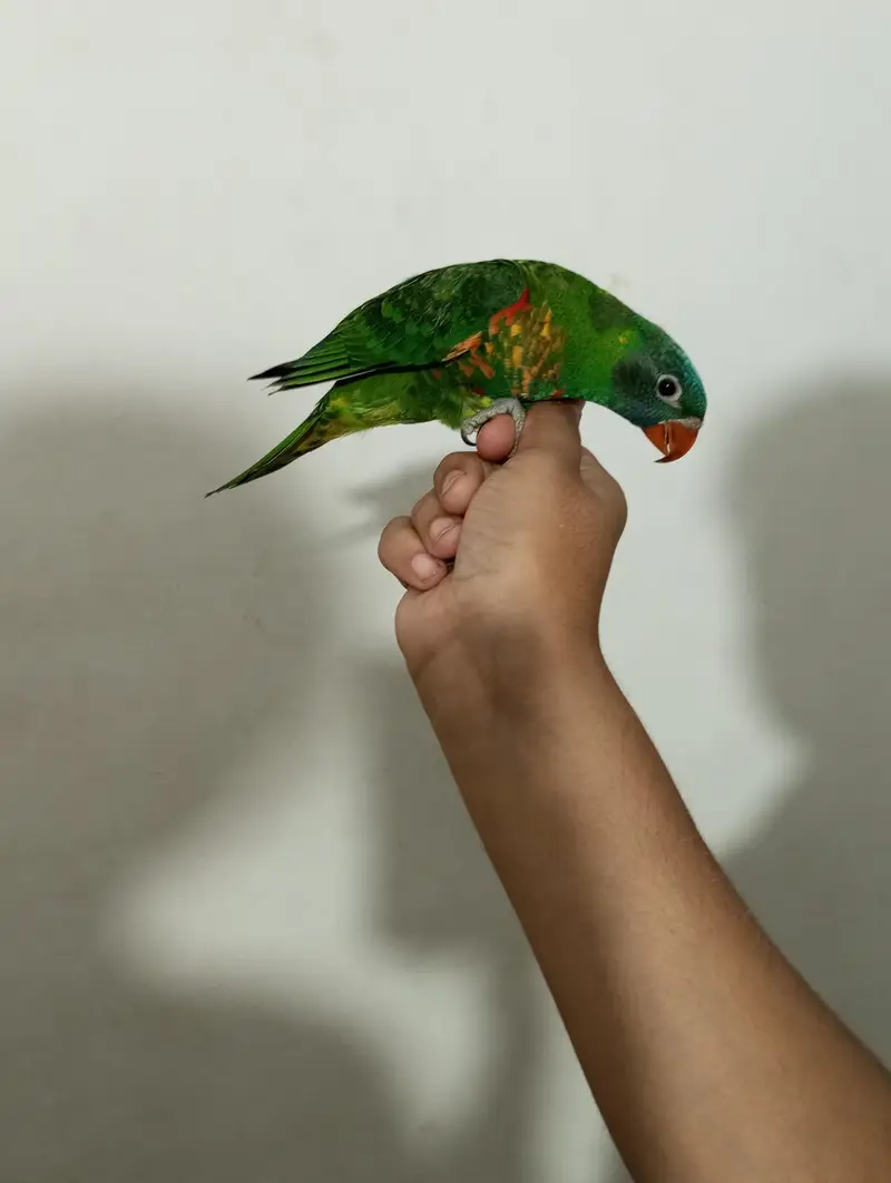 African grey parrot chick for sell Available — photo 9