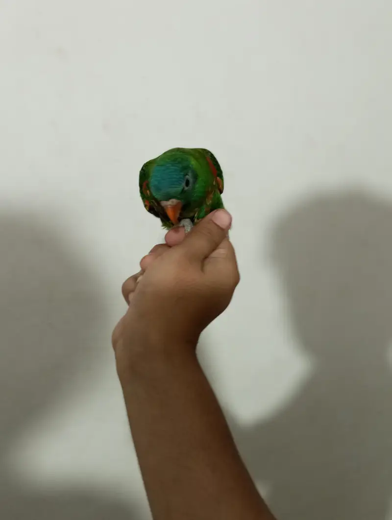 African grey parrot chick for sell Available — photo 10