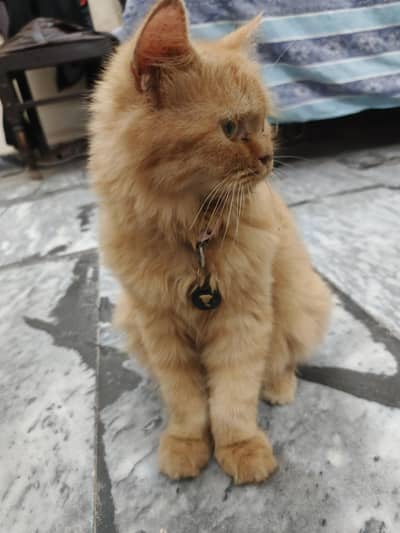 RARE GINGER PERSIAN KITTEN FOR SALE | FEMALEVACCINATED + DEWORMED
