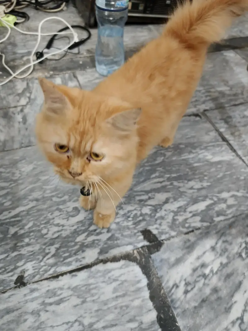 RARE GINGER PERSIAN KITTEN FOR SALE | FEMALEVACCINATED + DEWORMED — photo 2