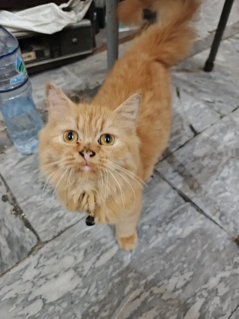 RARE GINGER PERSIAN KITTEN FOR SALE | FEMALEVACCINATED + DEWORMED — photo 3
