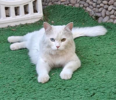 Persian Double Coat Cat with Odd eye color