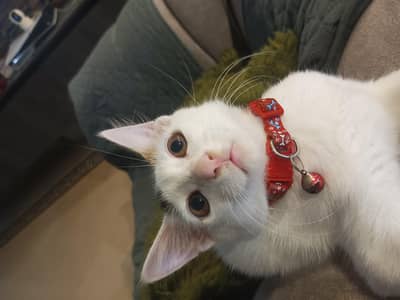 kitten
