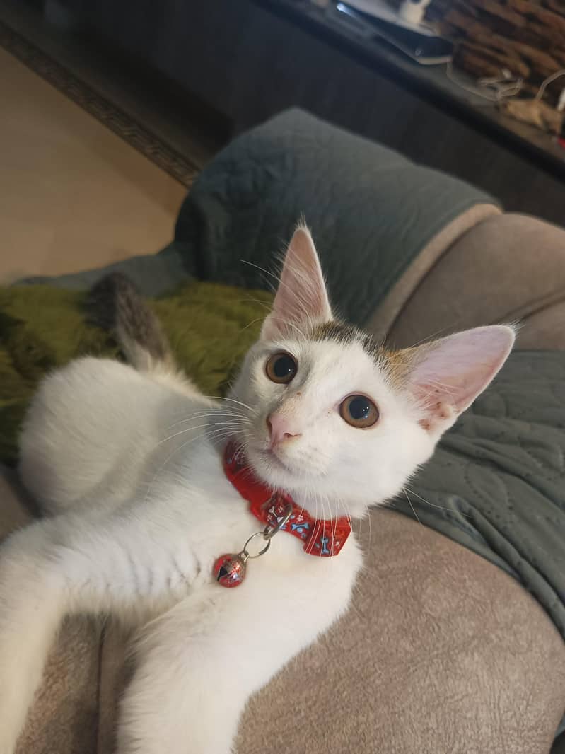 kitten 1