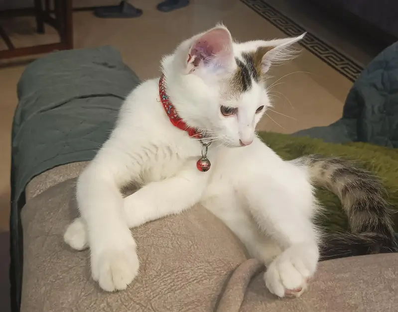 kitten — photo 3