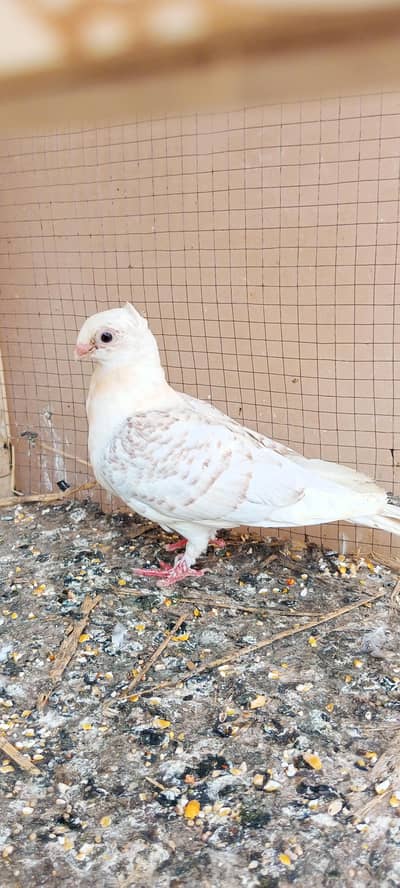 Pigeon wagara
