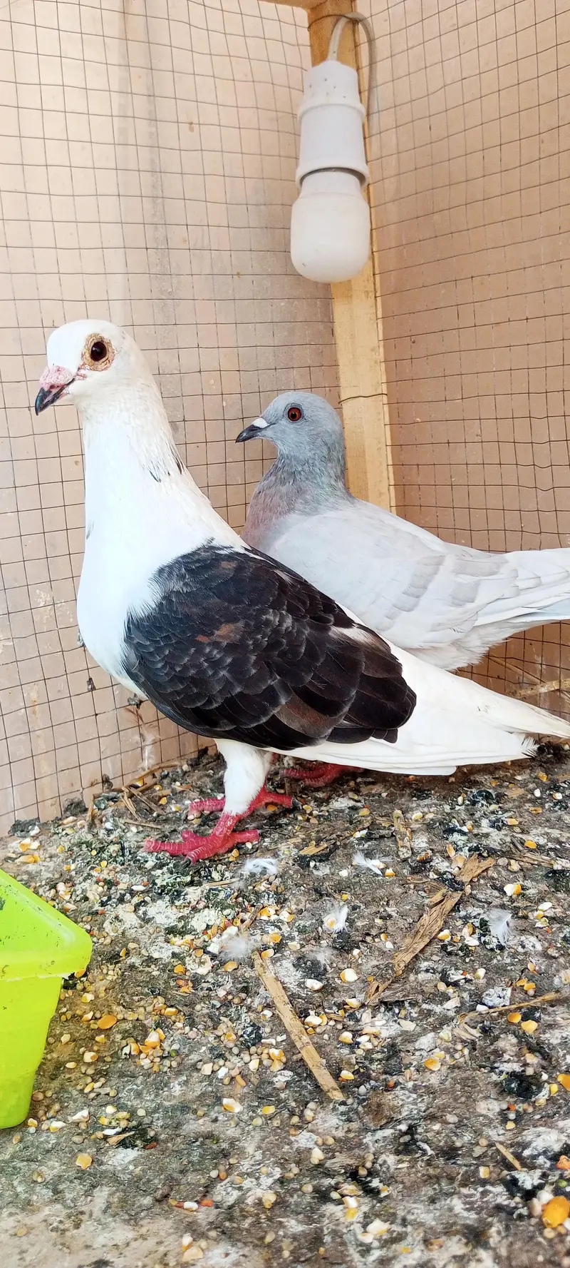 Pigeon wagara — photo 2