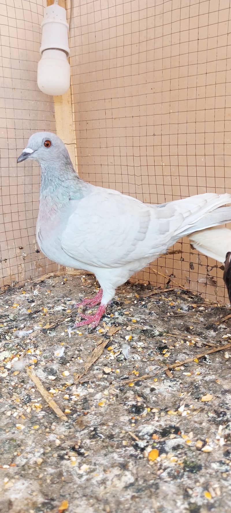 Pigeon wagara 2