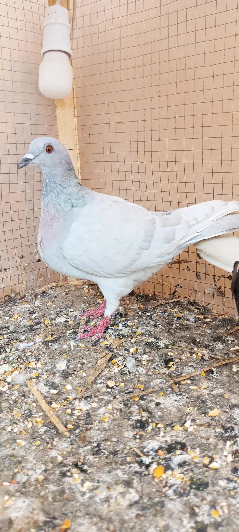 Pigeon wagara — photo 3