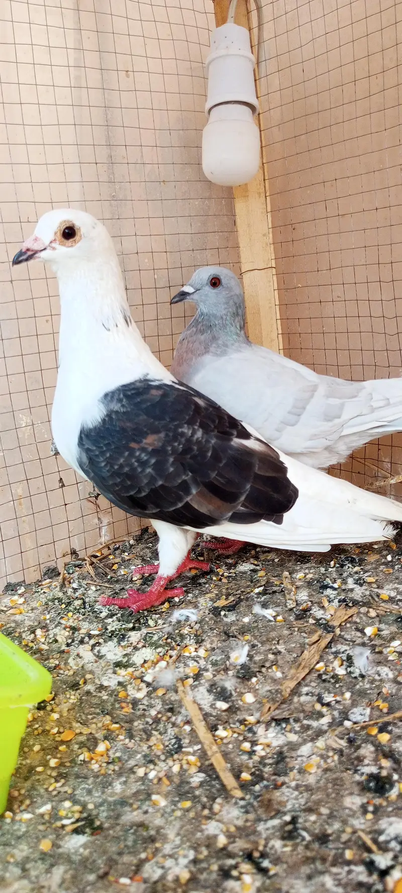 Pigeon wagara — photo 4