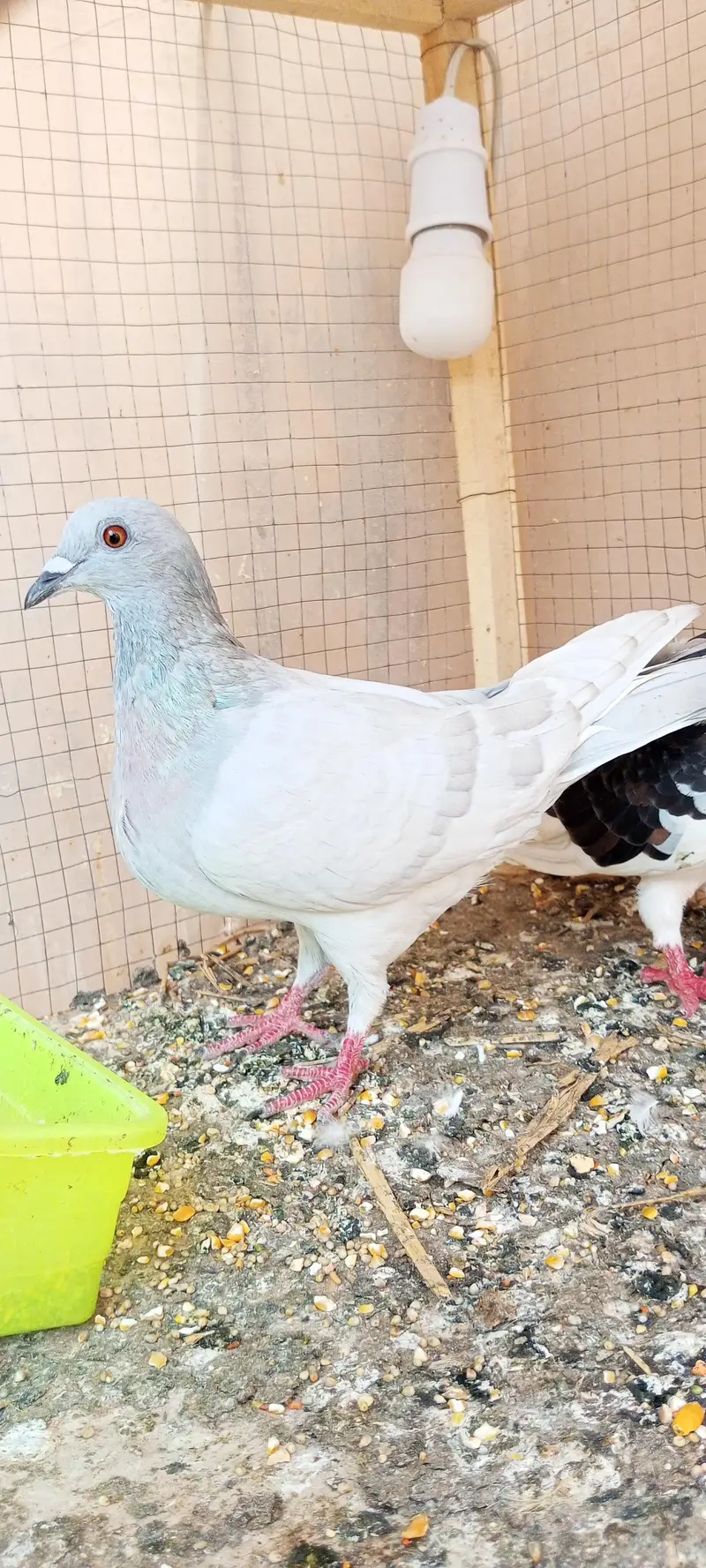Pigeon wagara — photo 5