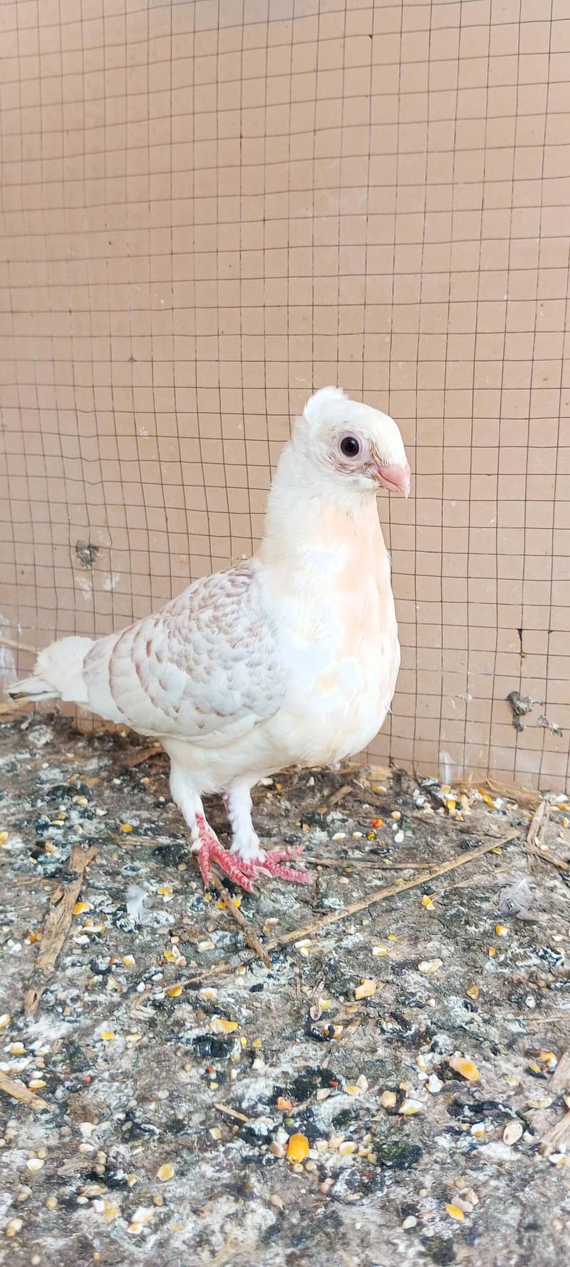Pigeon wagara 5