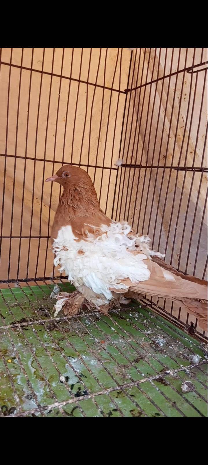 Pigeon wagara 6