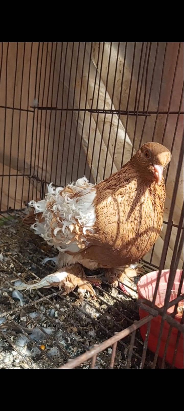 Pigeon wagara 7