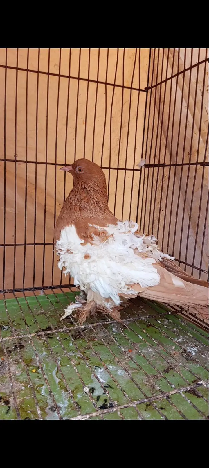 Pigeon wagara — photo 9