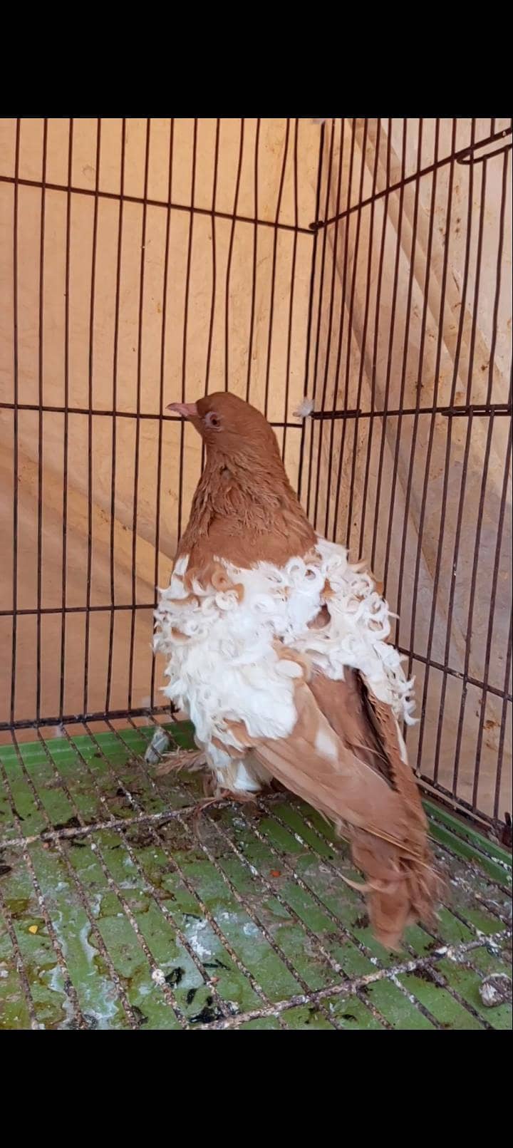 Pigeon wagara 9