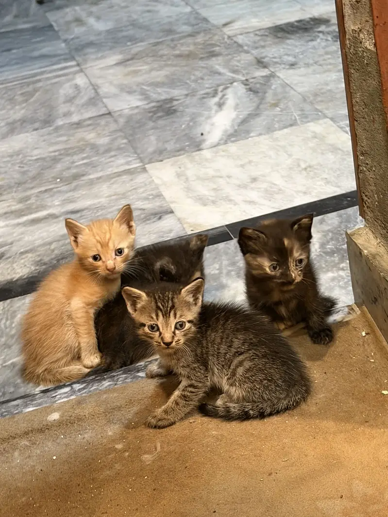 American cross kittens — photo 2