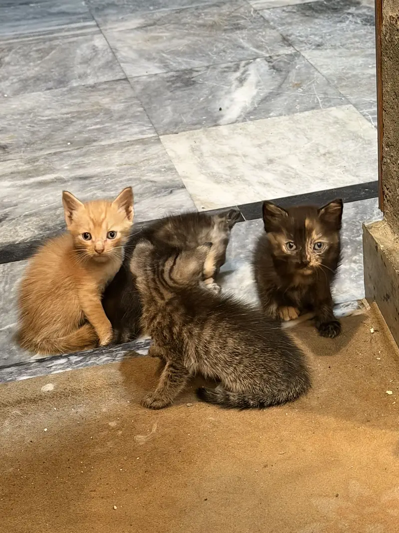 American cross kittens — photo 3