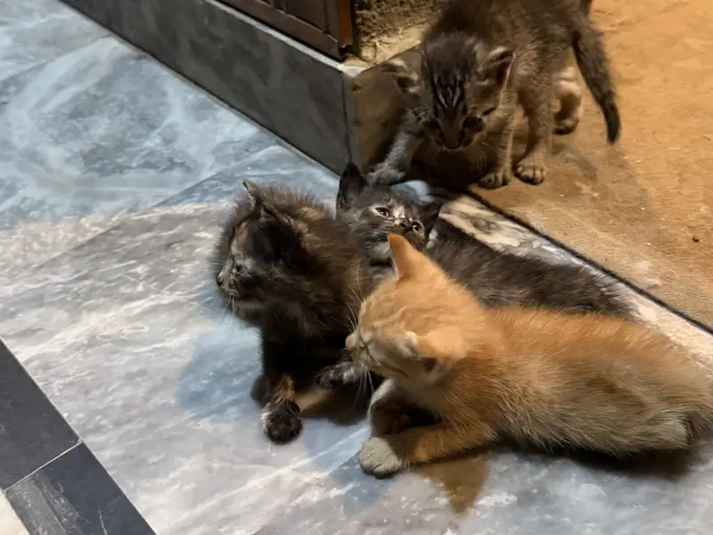 American cross kittens — photo 4