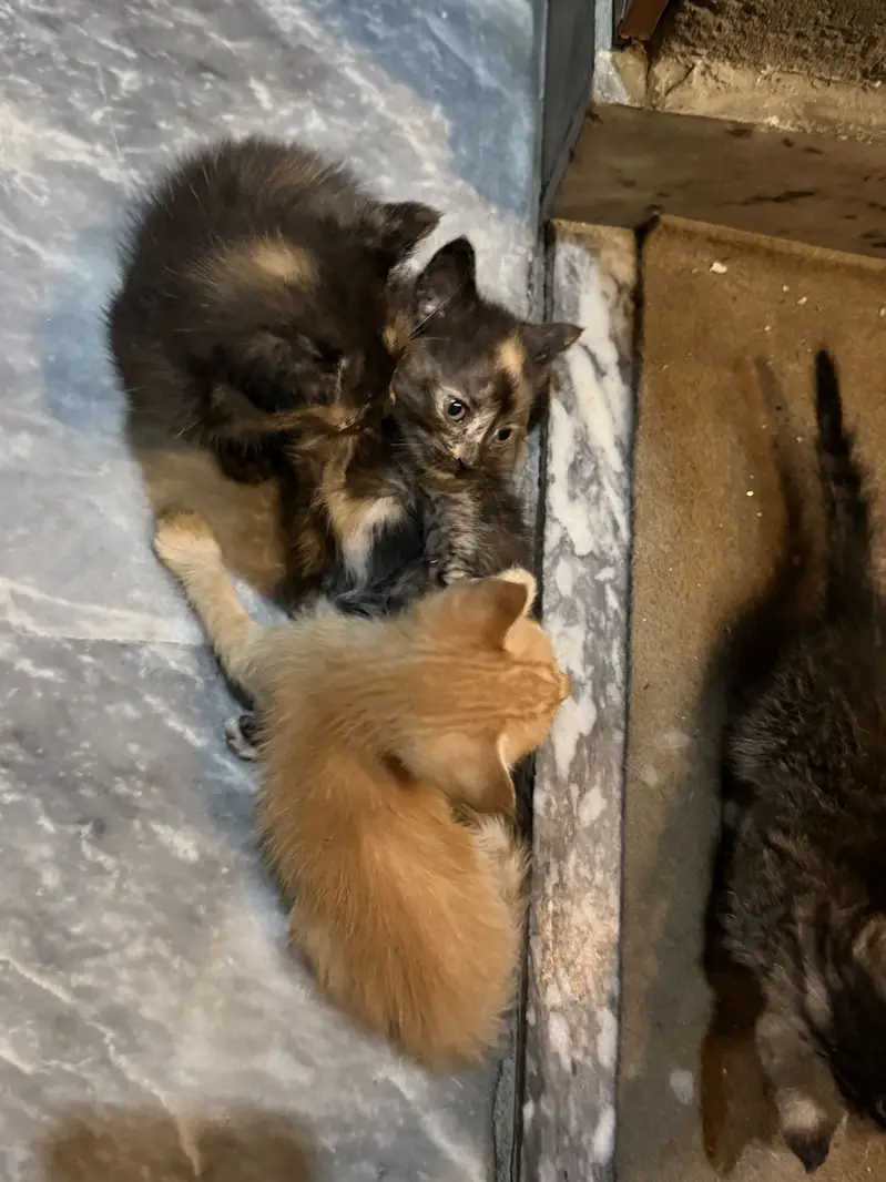 American cross kittens — photo 5