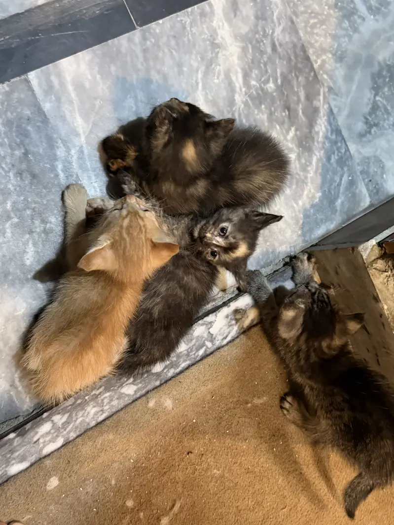 American cross kittens — photo 6