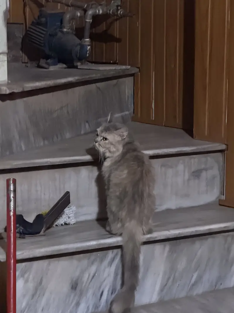 American cross kittens — photo 7