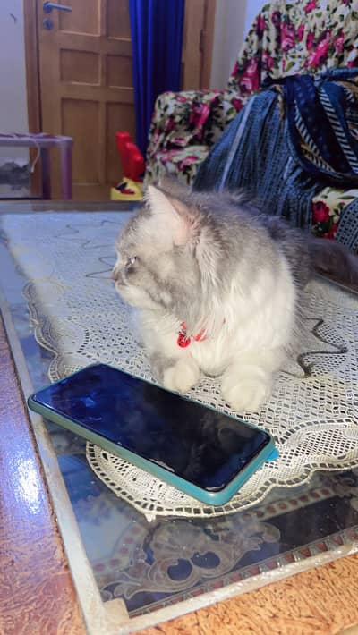 Beautiful 9 Months Old Cat for Sale | Healthy & Friendly