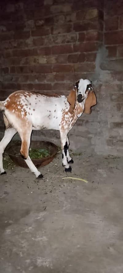 desi bakri