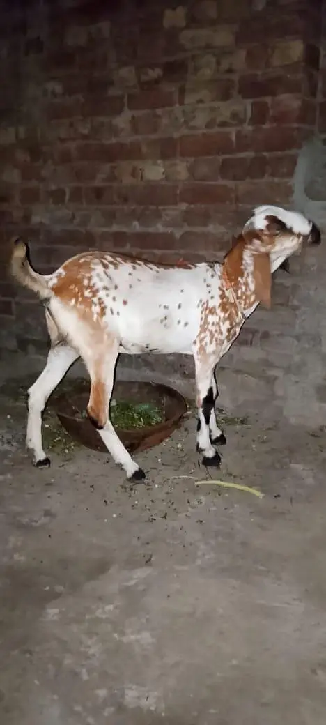 desi bakri — photo 2