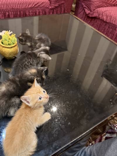 American cross kittens