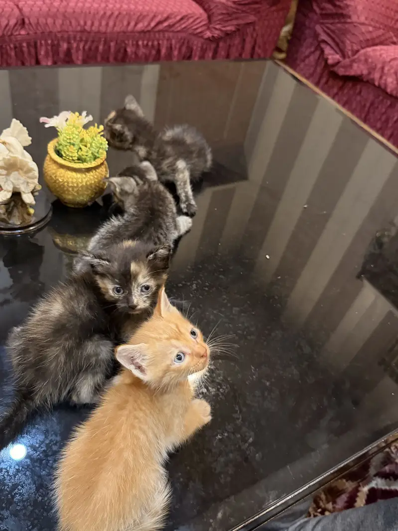 American cross kittens — photo 8
