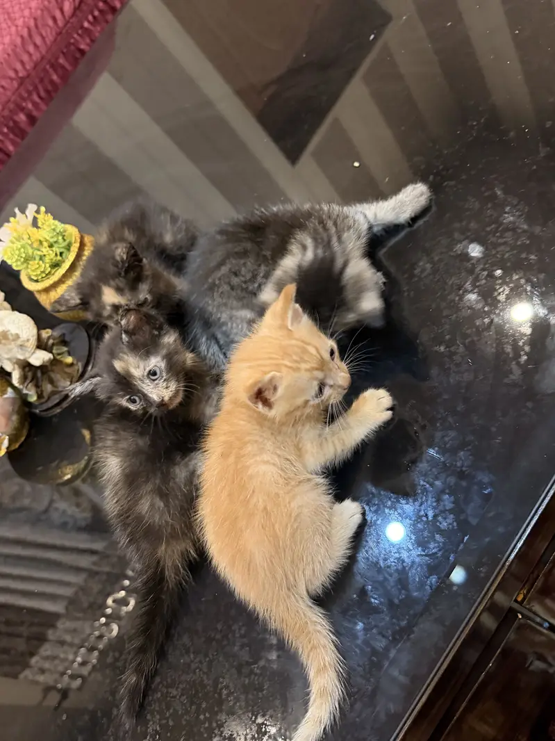 American cross kittens — photo 9