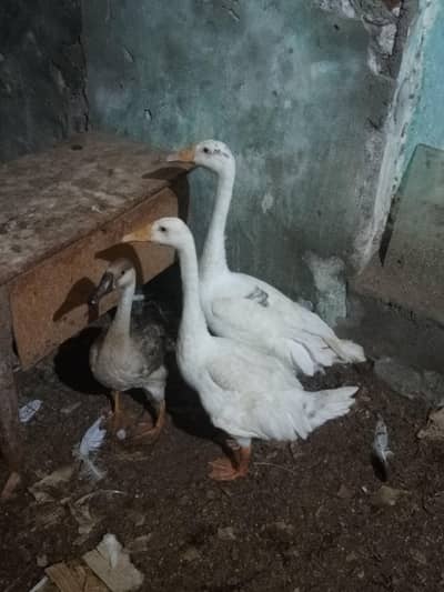 3 long neck duck and 2 Mug Duck