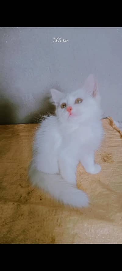 parsian kittens  triple coat kittens odd eyes kittens urgent sale !