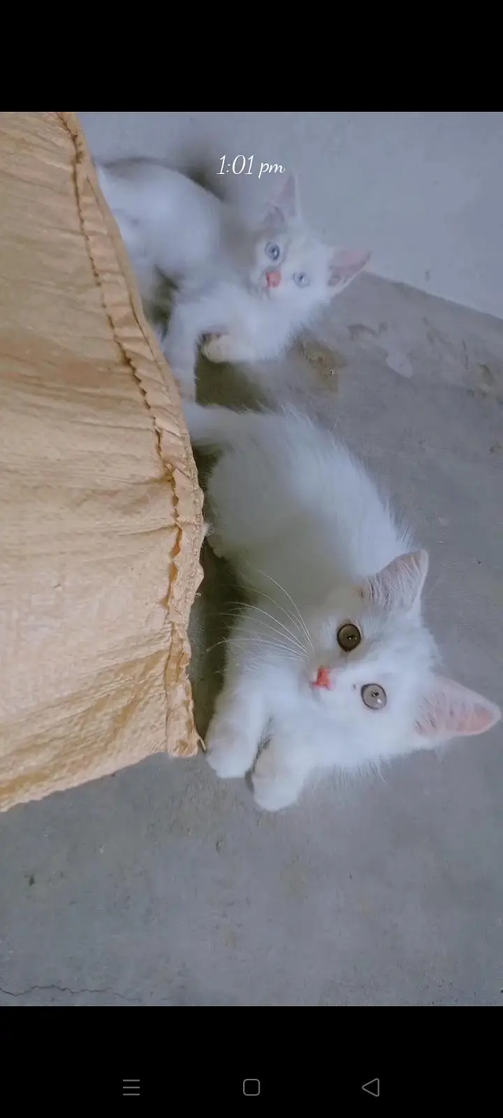 parsian kittens  triple coat kittens odd eyes kittens urgent sale ! — photo 2