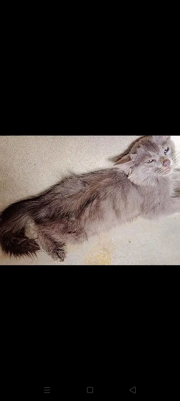 parsian kittens  triple coat kittens odd eyes kittens urgent sale ! — photo 3